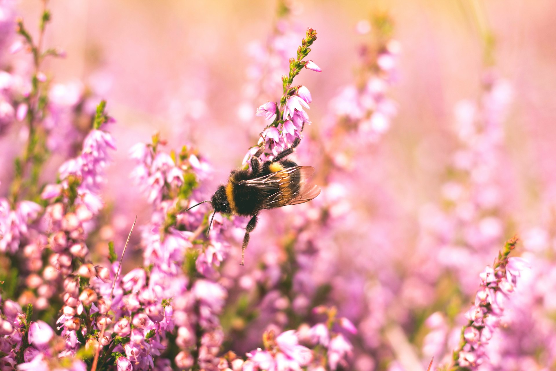 Pusat Perubatan Tijani bee on flower