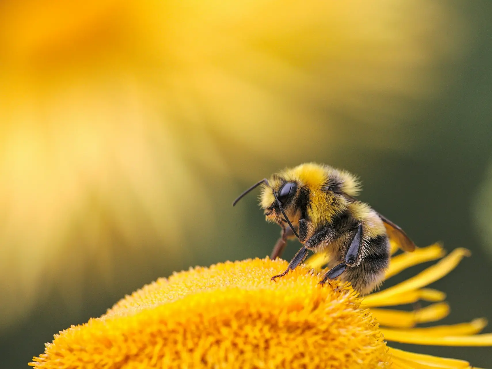 honeybee perching on yellow flower