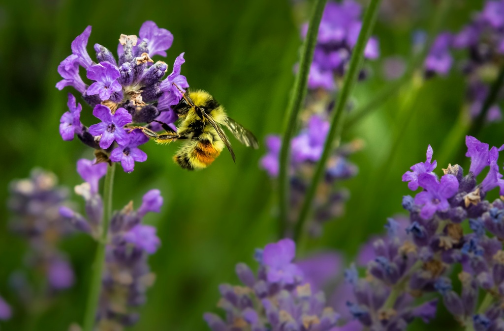 Bee Venom Therapy
